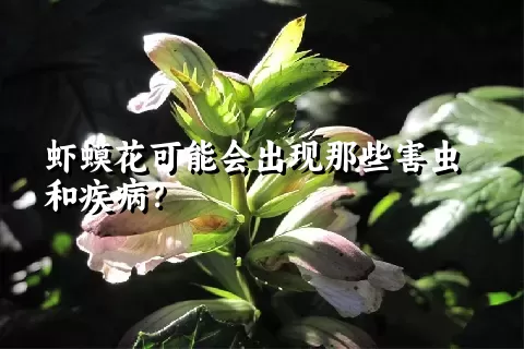 虾蟆花可能会出现那些害虫和疾病？