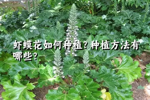 虾蟆花如何种植？种植方法有哪些？