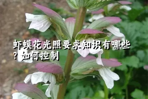 虾蟆花光照要求知识有哪些？如何控制