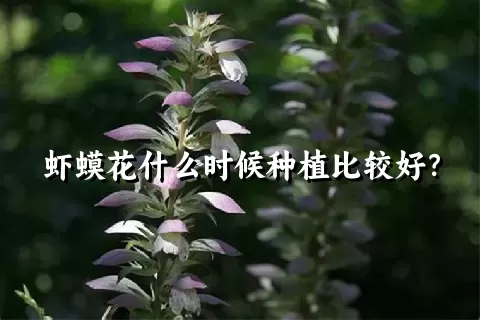 虾蟆花什么时候种植比较好？