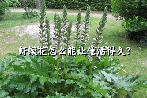 虾蟆花怎么能让他活得久？