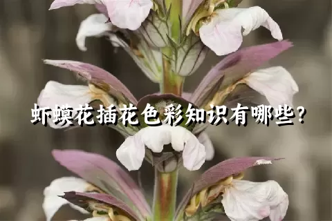 虾蟆花插花色彩知识有哪些？