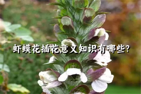 虾蟆花插花意义知识有哪些？