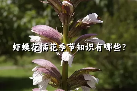 虾蟆花插花季节知识有哪些？