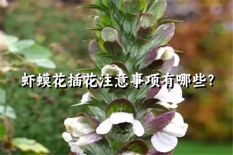 虾蟆花插花注意事项有哪些？