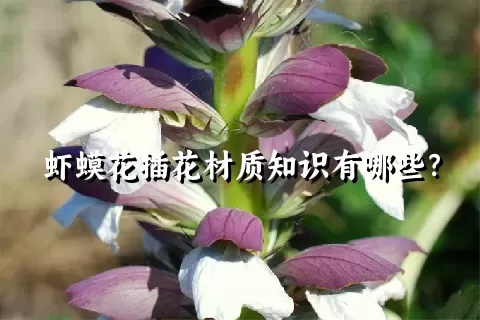 虾蟆花插花材质知识有哪些？