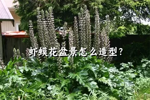 虾蟆花盆景怎么造型？