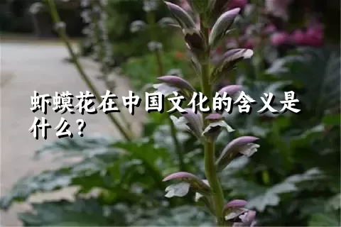 虾蟆花在中国文化的含义是什么？