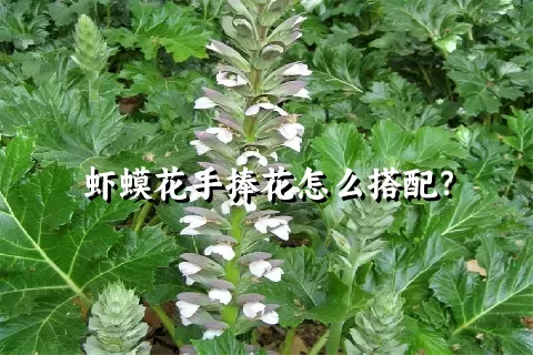 虾蟆花手捧花怎么搭配？