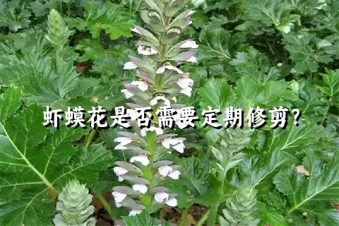 虾蟆花是否需要定期修剪？