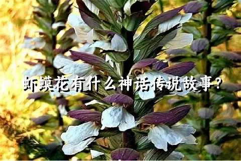 虾蟆花有什么神话传说故事？