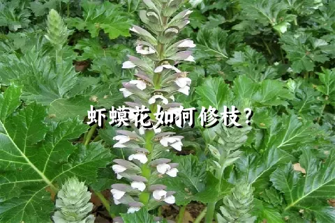 虾蟆花如何修枝？