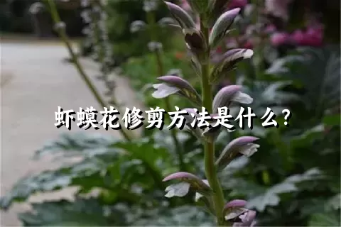 虾蟆花修剪方法是什么？