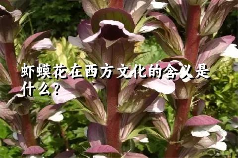 虾蟆花在西方文化的含义是什么？