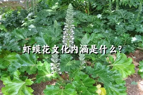 虾蟆花文化内涵是什么？