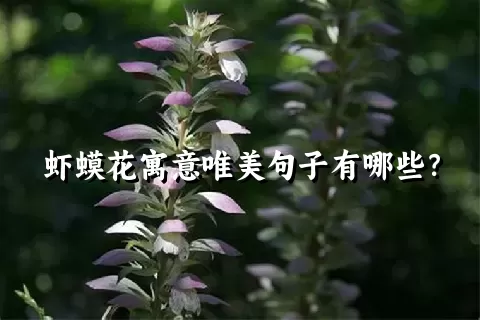 虾蟆花寓意唯美句子有哪些？