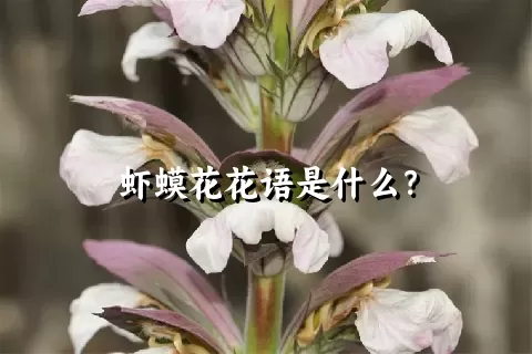 虾蟆花花语是什么？