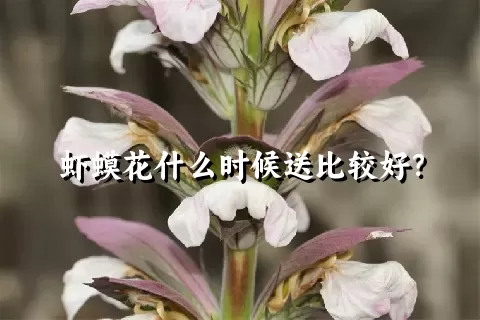 虾蟆花什么时候送比较好？