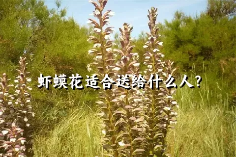 虾蟆花适合送给什么人？