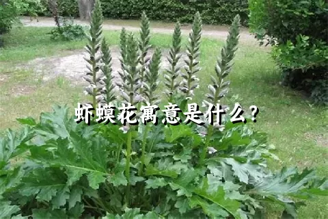 虾蟆花寓意是什么？