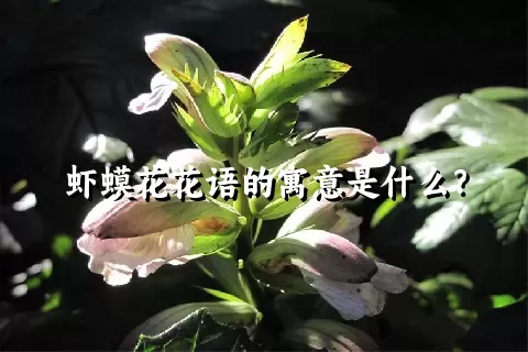 虾蟆花花语的寓意是什么？