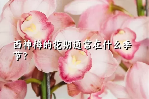 西神梅的花期通常在什么季节？