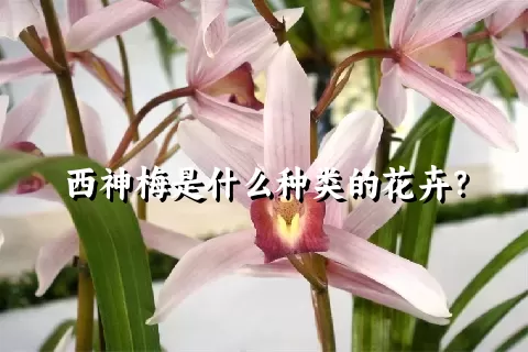 西神梅是什么种类的花卉？