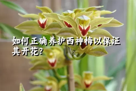 如何正确养护西神梅以保证其开花？