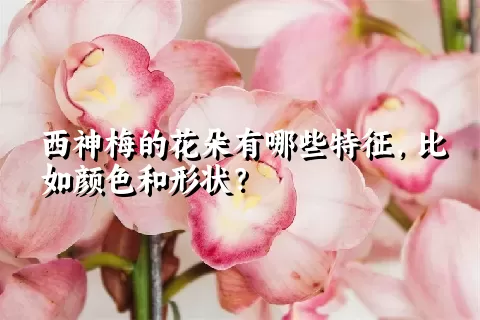 西神梅的花朵有哪些特征，比如颜色和形状？