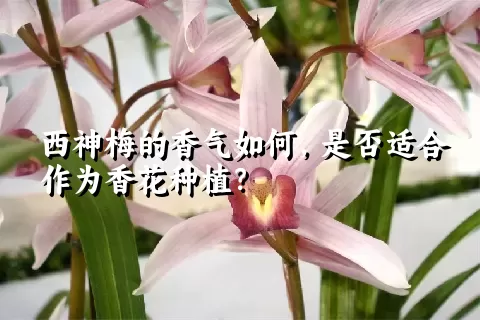 西神梅的香气如何，是否适合作为香花种植？