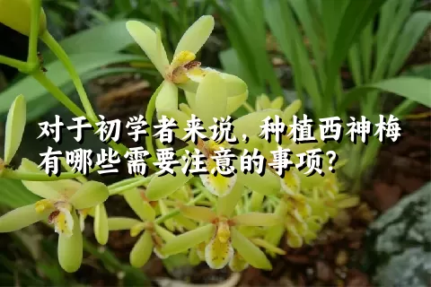 对于初学者来说，种植西神梅有哪些需要注意的事项？