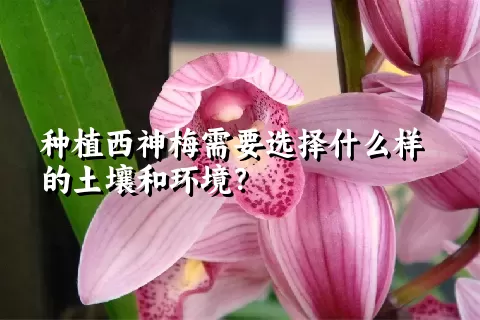 种植西神梅需要选择什么样的土壤和环境？