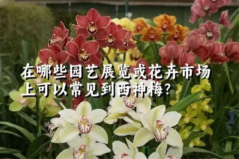 在哪些园艺展览或花卉市场上可以常见到西神梅？