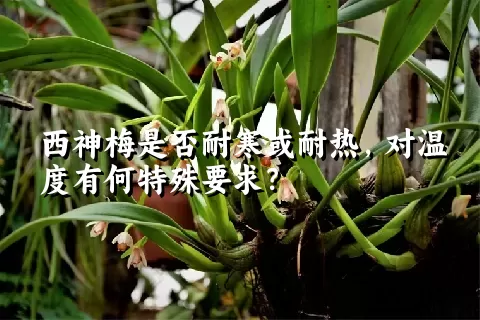 西神梅是否耐寒或耐热，对温度有何特殊要求？