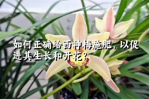 如何正确给西神梅施肥，以促进其生长和开花？