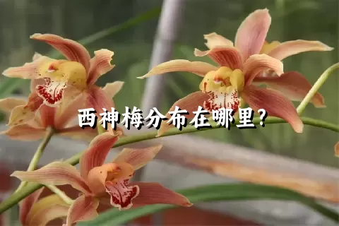 西神梅分布在哪里?