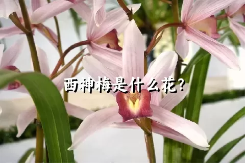 西神梅是什么花？