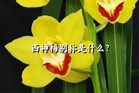 西神梅别称是什么？