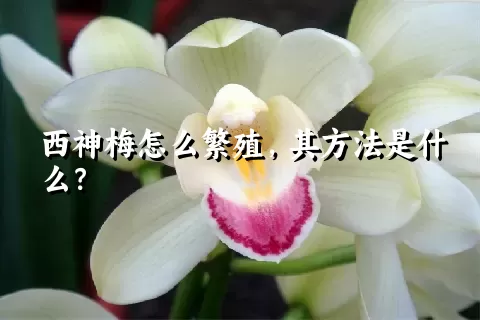 西神梅怎么繁殖，其方法是什么？