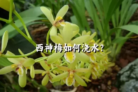 西神梅如何浇水？