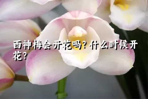 西神梅会开花吗？什么时候开花？