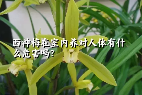 西神梅在室内养对人体有什么危害吗？