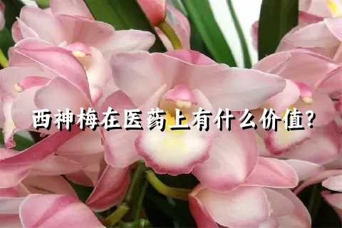 西神梅在医药上有什么价值？