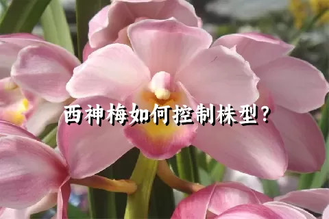 西神梅如何控制株型？