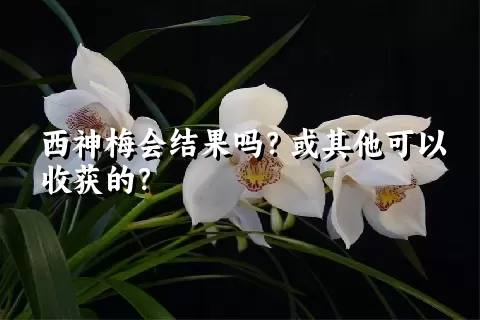 西神梅会结果吗？或其他可以收获的？