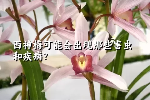 西神梅可能会出现那些害虫和疾病？