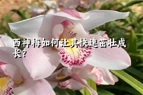 西神梅如何让其快速茁壮成长？