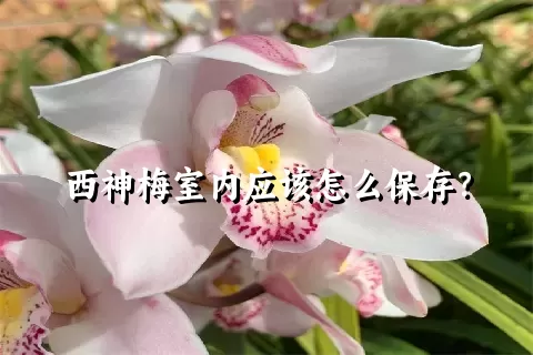 西神梅室内应该怎么保存？