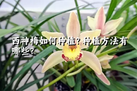 西神梅如何种植？种植方法有哪些？