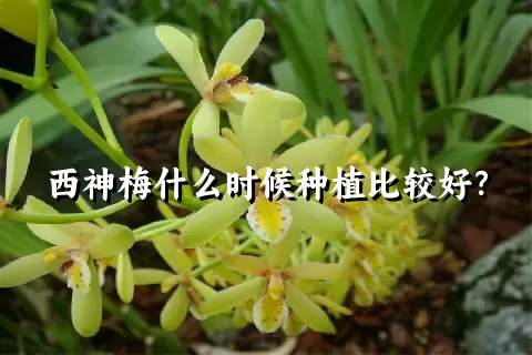 西神梅什么时候种植比较好？